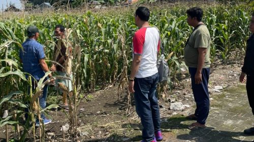 Diduga Ambil Jagung dari Ladang, Pria 41 Tahun Diamankan Polisi di Medan Tuntungan