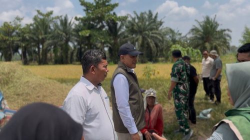 Rekor Baru BULOG! Serapan Gabah-Beras Tembus 3 Juta Ton dalam Enam Bulan