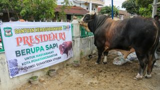 Wali Kota Wesly Serahkan Sapi Kurban Limosin Bantuan Presiden Prabowo di Masjid Amaliyah
