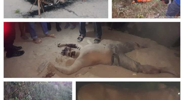 Kedapatan Nyolong Lembu, Dua Maling Tewas Dihajar Massa TKP: Desa Pasar VI Kualanamu Beringin