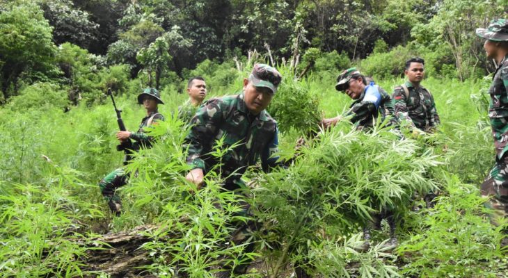 Jalan Kaki 6 jam, Danrem 023/KS Pimpin Prajurit Musnahkan 3 Ha Ladang Ganja di Bukit Tor Sihite.