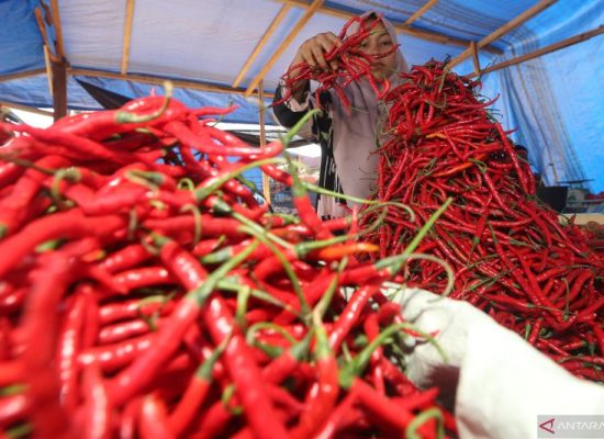 Harga Cabai Mahal Tetapi Petani Makin Susah, Awas Harga Cabai Bisa Lebih Mahal Lagi
