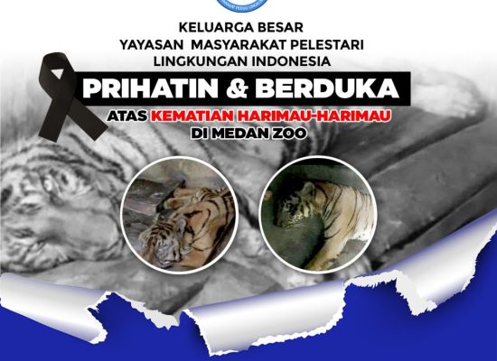 Tiga Harimau Sumatera Mati Secara Tragis di Medan Zoo, Yayasan Mapel Indonesia: Pemko Medan Alpa