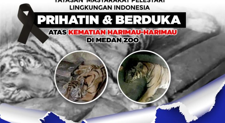 Tiga Harimau Sumatera Mati Secara Tragis di Medan Zoo, Yayasan Mapel Indonesia: Pemko Medan Alpa