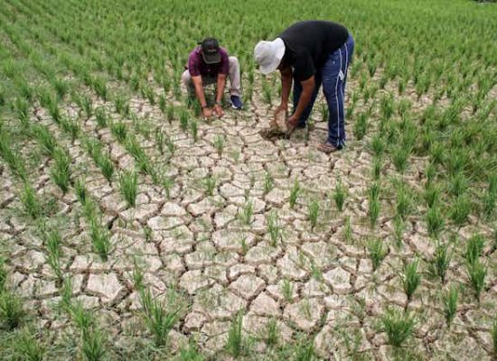 Gejolak Harga Beras Tidak Semuanya Karena El Nino, Alih Fungsi Lahan Juga Perlu Diperhitungkan