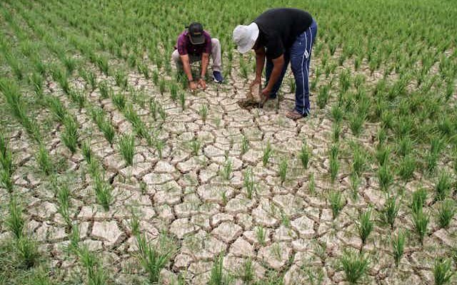 Gejolak Harga Beras Tidak Semuanya Karena El Nino, Alih Fungsi Lahan Juga Perlu Diperhitungkan