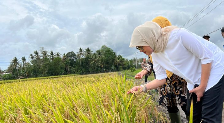 Penyerahan Gabas Beras Dalam Negeri Bulog Mencapai 30.000 Ton Setara GKP Perhari