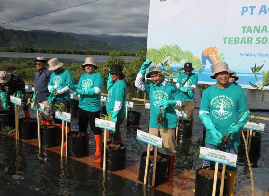60.000 Mangrove dan 50.000 Bibit Kerang & Kepiting, Agincourt Resources Konsisten Jaga Keseimbangan Alam