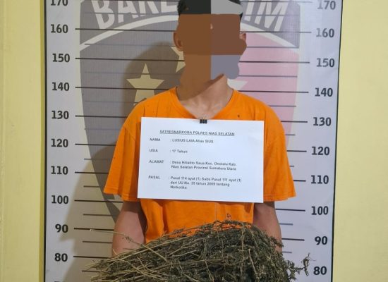 Diduga Bawa Ganja Seberat 475 Gram, Seorang Remaja di Nisel Telah Diciduk Sat Narkoba.