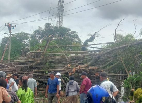 Pohon Berusia Ratusan Tahun Tumbang, Aliran Listrik Padam dan SD Negeri 132405 Tutup Aktivitas