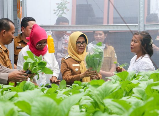 dr Susanti Panen Perdana Budidaya Hidroponik Bersama Masyarakat Siopat Suhu