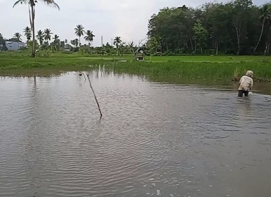 Lahan Pertanian Gagal Tanam, Petani : Drainase Tidak Pernah Direhabilitasi Pemerintah