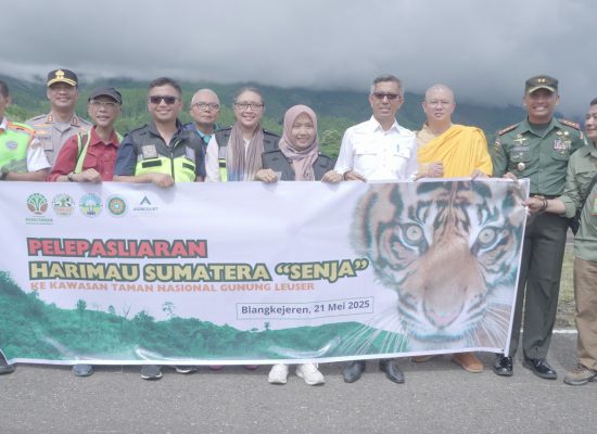 Agincourt Resources Turunkan Helikopter, Pelepasliaran Harimau Sumatra “Senja” ke TNGL Sukses