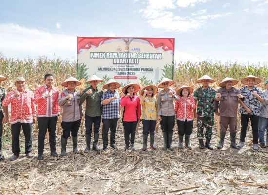 Wesly Diwakili Staf Ahli Happy Daely dan Ny Liswati Beserta Forkopimda Panen Jagung Serentak