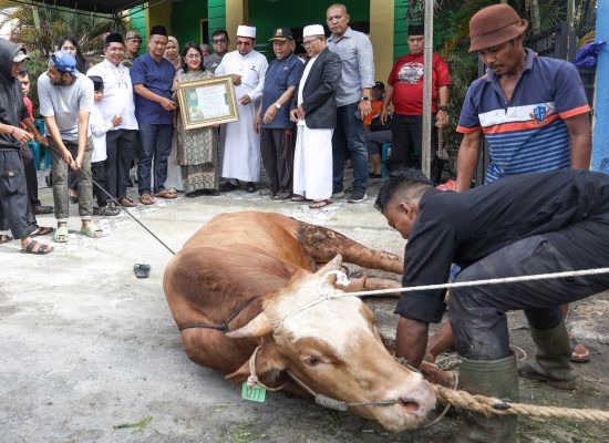 Ny Liswati Serahkan Seekor Sapi Kurban ke MUI Pematangsiantar