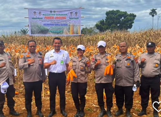 Kapolsek Medan Tuntungan Apresiasi Petani pada Gerakan Panen Jagung