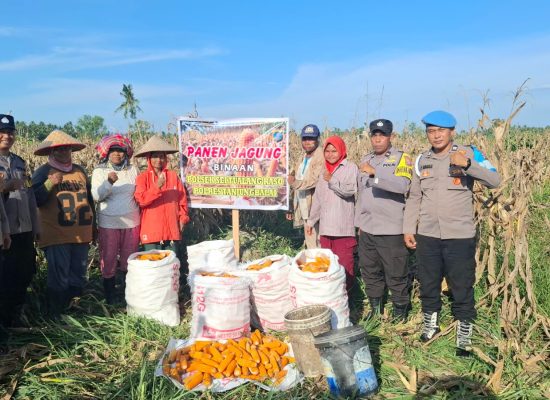 Panen Raya Jagung, Polsek Sei Tualang Raso Komitmen Dukung Ketahanan Pangan Nasional