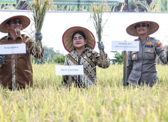Wesly Diwakili Zainal Siahaan Bersama Ny Liswati dan Forkopimda Panen Padi di Nagahuta Timur