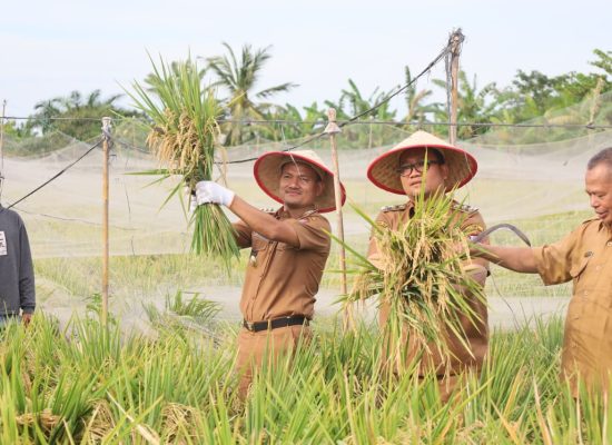 Wali Kota dan Wakil Wali Kota Tanjungbalai Panen Sawah MT II Tahun 2025 Bersama Kelompok Tani Karya Tani Kelurahan Sijambi