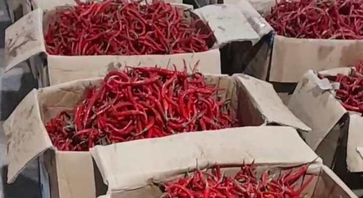 Pemprov Sumut Gelontorkan 22 Ton Cabai Merah dari Jawa, Harga di Pasar Mulai Turun