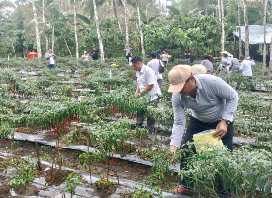 Wabup Nisel, Yusuf Nache Panen Cabai Ketapang di Desa Hilisataro Nandrisa