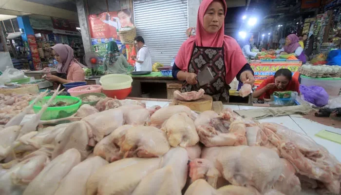 Harga Pakan Naik, Daging Ayam di Medan Tembus Rp36.500 per Kg
