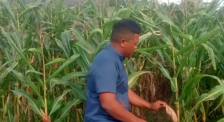 Petani Jambur Tarutung Siap Panen Jagung Hibrida Seminggu Lagi, Optimis Capai Target Tinggi