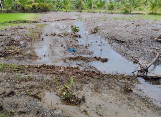 Aek Sarir Kembali Meluap, Ratusan Hektare Sawah di Panyabungan Barat Rusak Parah