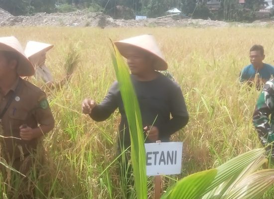 Panen Raya Padi dan Jagung di Lahan Reklamasi Jambur Tarutung Kota Nopan Berjalan Sukses