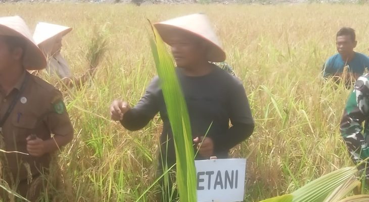 Panen Raya Padi dan Jagung di Lahan Reklamasi Jambur Tarutung Kota Nopan Berjalan Sukses