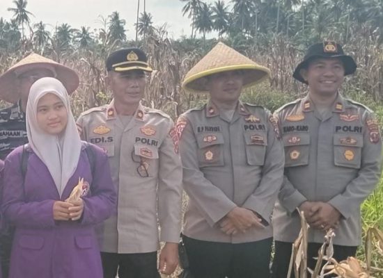 Dukung Swasembada Pangan, Polres Tanjungbalai Gelar Panen Raya Jagung
