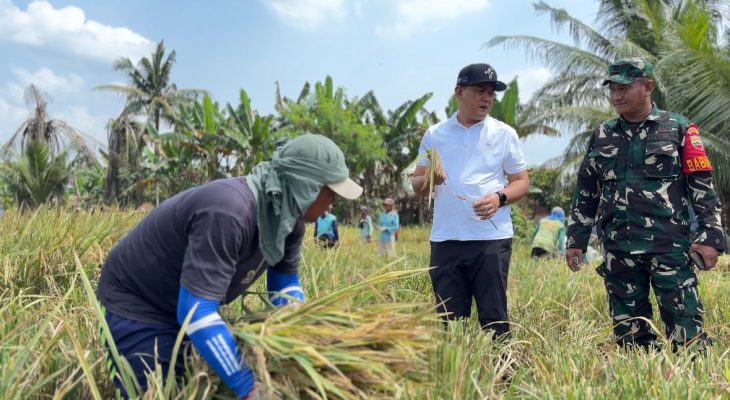 Bulog Sumut Targetkan Serap 62.718 Ton Gabah Petani Tahun 2026