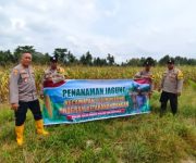 Dukung Ketahanan Pangan, Polsek Teluk Nibung Sulap 8 Hektare Lahan Jadi Kebun Jagung