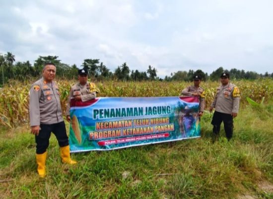 Dukung Ketahanan Pangan, Polsek Teluk Nibung Sulap 8 Hektare Lahan Jadi Kebun Jagung