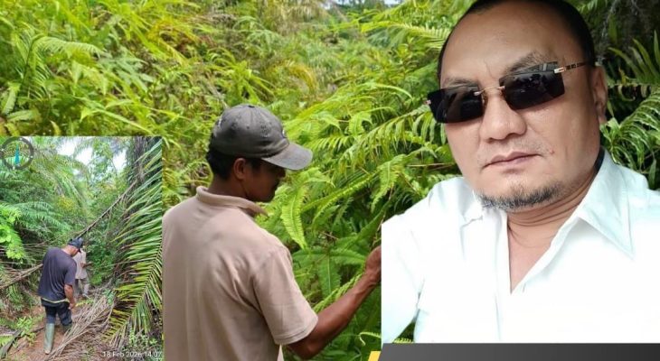 14 Tahun Tanpa Kepastian, Ali Mutiara Desak Pengembalian Hutan Adat dari PT PSU