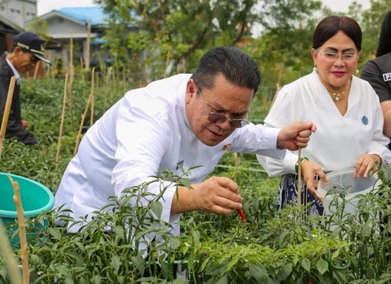 Wali Kota Wesly dan Ketua TP PKK Ny Liswati Panen Cabai Merah di Kelurahan Bane