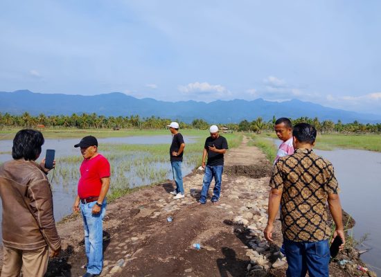 Tanggul Aek Muara Sada Jebol, Korwasis Madina Desak Tanggap Darurat Selamatkan 830 Hektar Sawah
