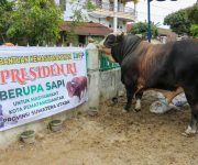 Wali Kota Wesly Serahkan Sapi Kurban Limosin Bantuan Presiden Prabowo di Masjid Amaliyah