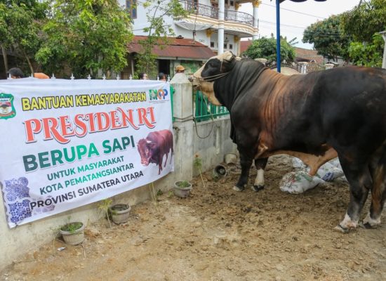 Wali Kota Wesly Serahkan Sapi Kurban Limosin Bantuan Presiden Prabowo di Masjid Amaliyah