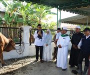 Pemerintah Kota Tanjungbalai Serahkan Bantuan Sapi Kurban Presiden Prabowo di Masjid As Salamah