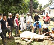 Korwasis Madina Salurkan Sapi Kurban Bantuan PT Sorik Mas Mining untuk Warga Siabu