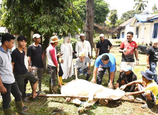 Korwasis Madina Salurkan Sapi Kurban Bantuan PT Sorik Mas Mining untuk Warga Siabu