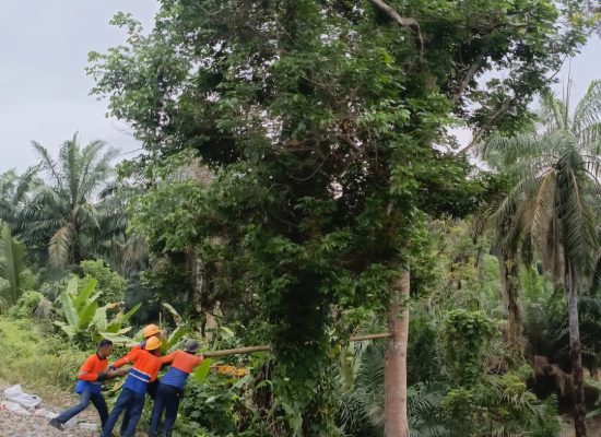 Hadapi Musim Hujan, KAI Sumut Pangkas Pohon di 330 Titik Jalur Kereta