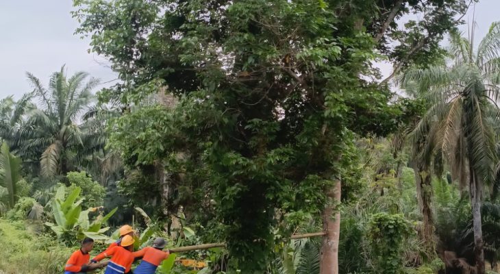 Hadapi Musim Hujan, KAI Sumut Pangkas Pohon di 330 Titik Jalur Kereta