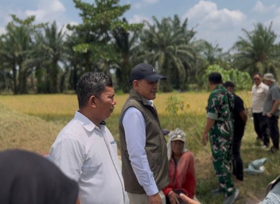 Rekor Baru BULOG! Serapan Gabah-Beras Tembus 3 Juta Ton dalam Enam Bulan