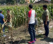 Diduga Ambil Jagung dari Ladang, Pria 41 Tahun Diamankan Polisi di Medan Tuntungan