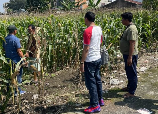 Diduga Ambil Jagung dari Ladang, Pria 41 Tahun Diamankan Polisi di Medan Tuntungan