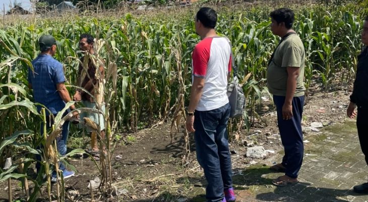 Diduga Ambil Jagung dari Ladang, Pria 41 Tahun Diamankan Polisi di Medan Tuntungan